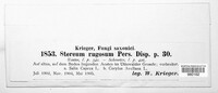 Stereum rugosum image